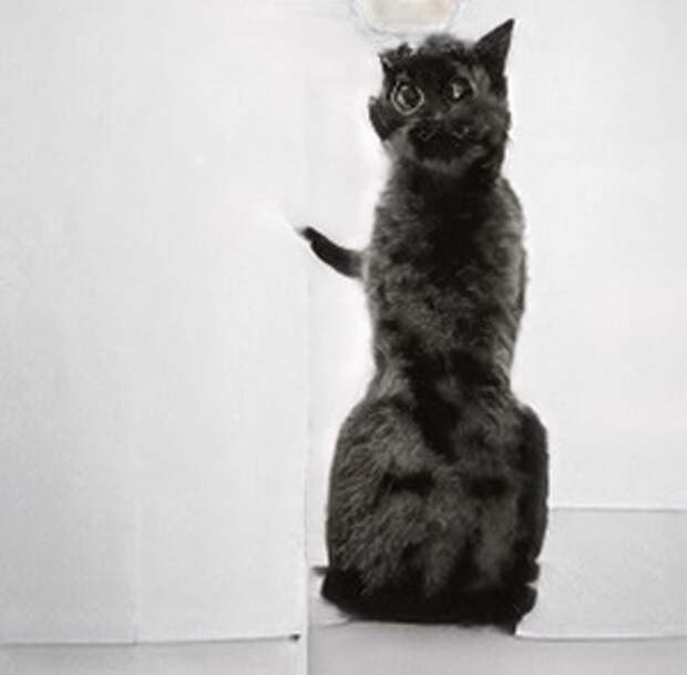 6 упоротых кошек, которых, к счастью, не существует
