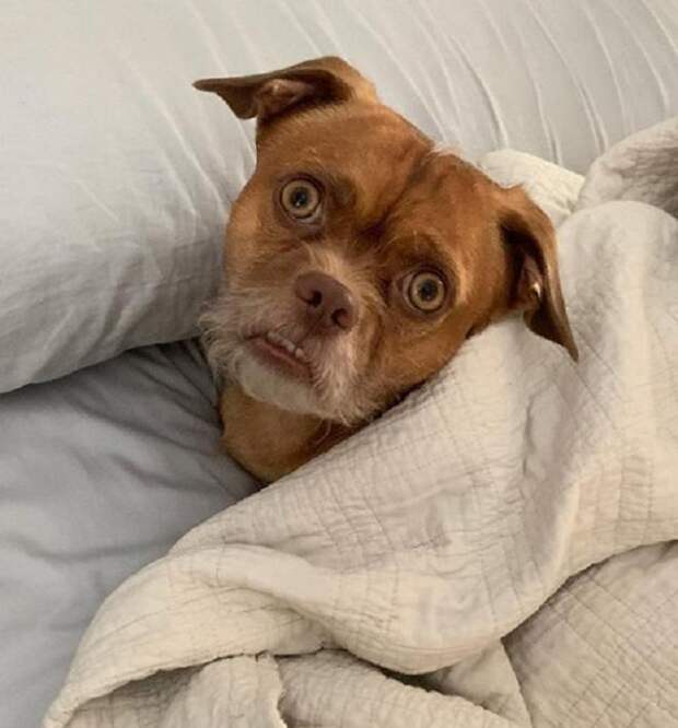Пес в кровати
