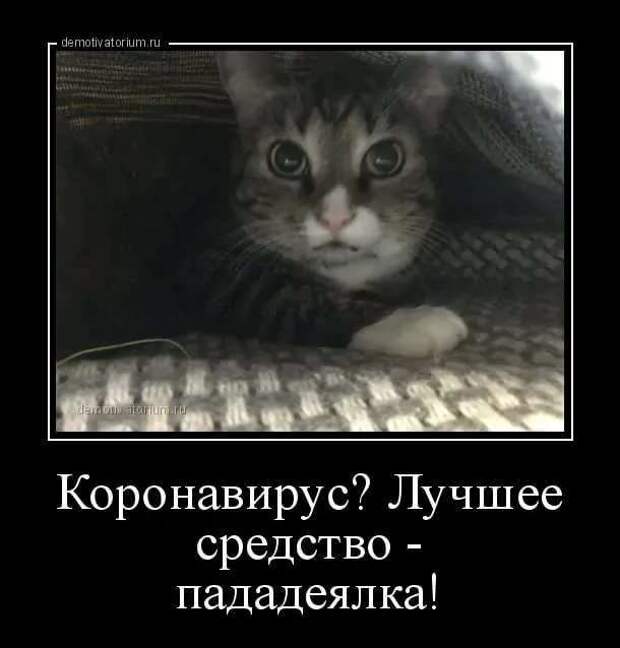 Демотиваторы про коронавирус с надписями. Подборка chert-poberi-dem-koronavirus-chert-poberi-dem-koronavirus-37280203102020-5 картинка chert-poberi-dem-koronavirus-37280203102020-5