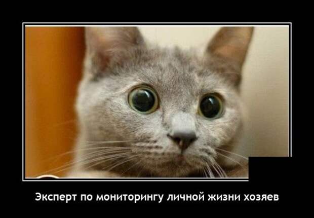 Демотиватор про кота
