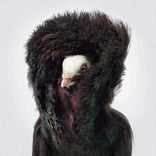 Фотография: 25 невероятно красивых портретов птиц №14 - BigPicture.ru
