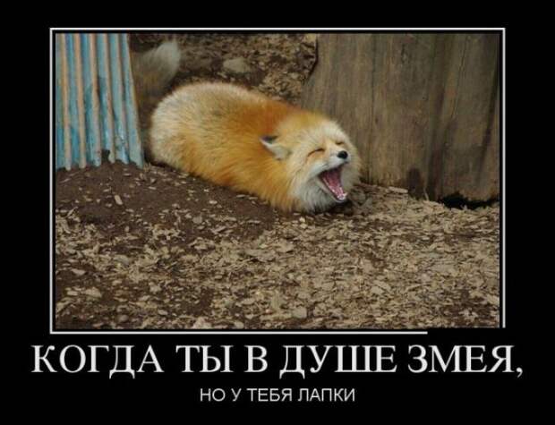 Демотиваторы - 983 Демотиваторы - 983