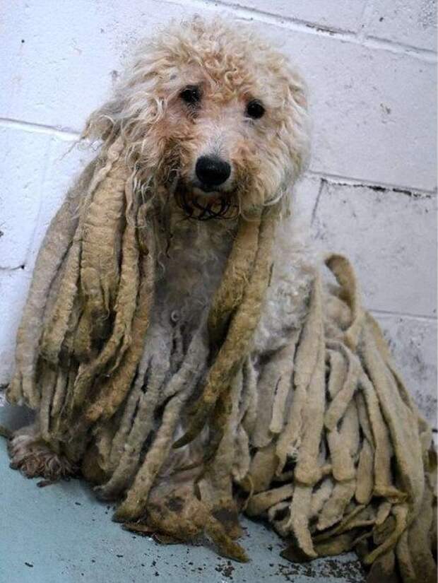 А что за чудище?