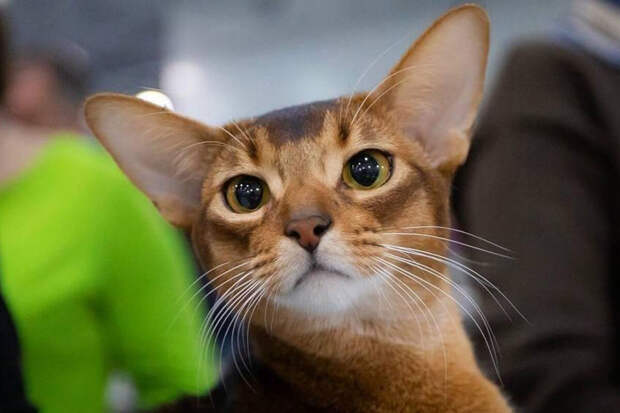 Самого красивого в мире по версии WCF кота покажут в Москве в феврале