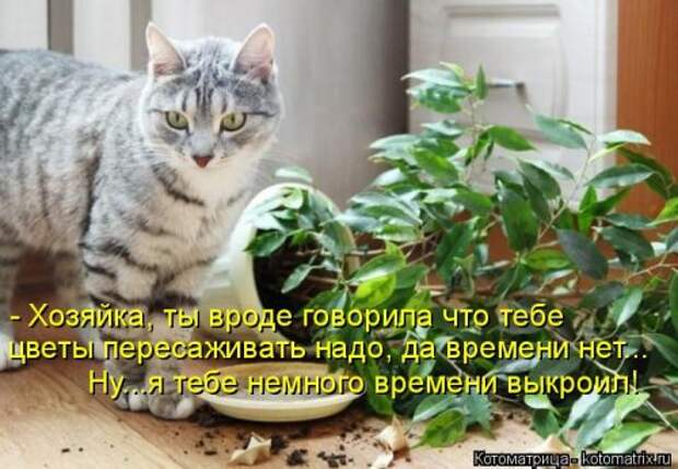 Новая котоматрица на Бугаге (44 фото)