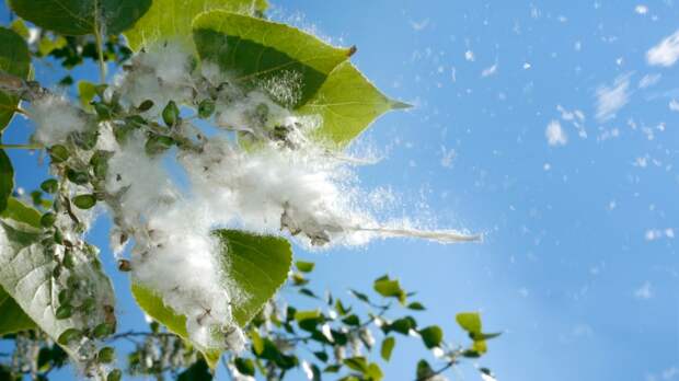 Развеян самый популярный миф о сезонной аллергии