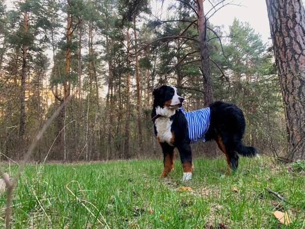 Ветеринар Костикова объяснила, почему кошки и собаки смотрят телевизор