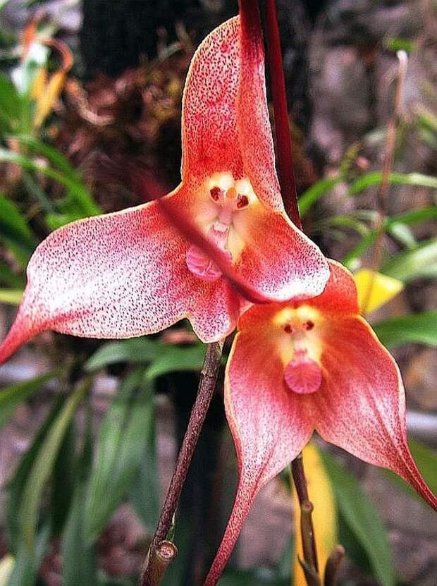 Monkey Orchids (Dracula gigas or D. simia) интересное, красота, орхидеи, флора, цветы