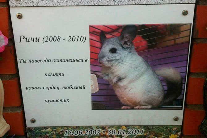 Кладбище домашних животных Кладбище домашних животных, грызуны, кошечки, попугайчики, собачки, фоторепортаж