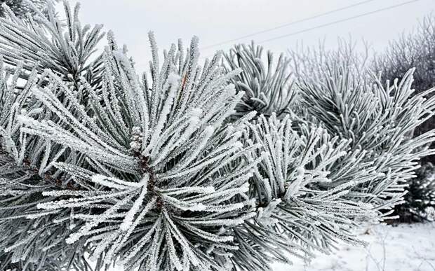 Полярный воздух: на Рязанщине крещенский холод сменят жесткие федосеевы морозы