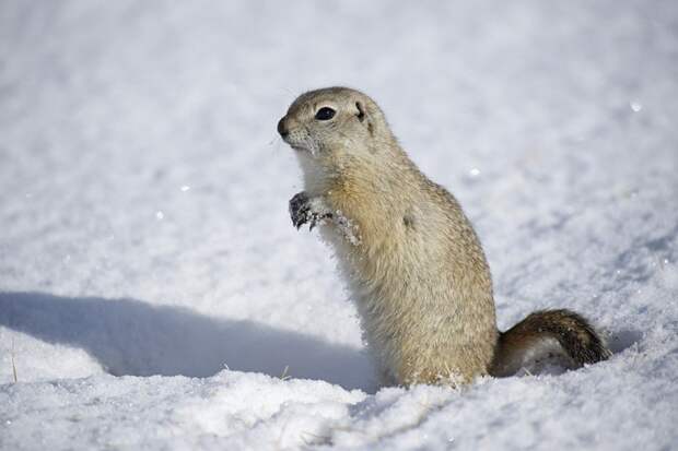 Суслик шатун