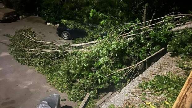В Ялте после урагана отключены две подстанции и перекрыта дорога