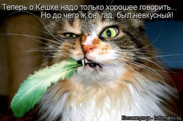 Новая котоматрица на Бугаге (44 фото)