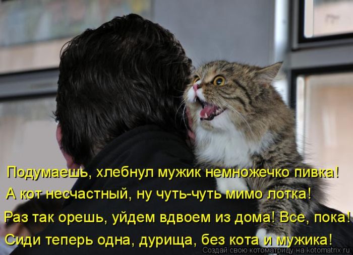 Лучшие котоматрицы недели (50 фото)