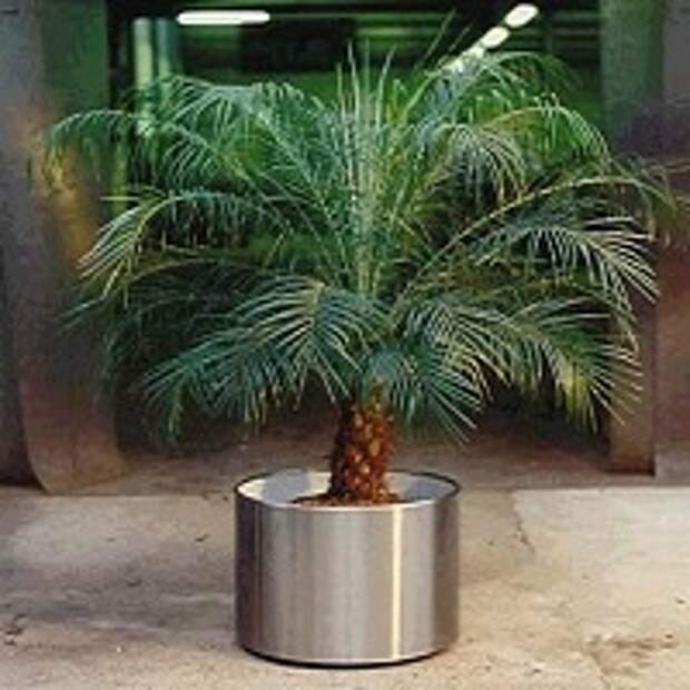 финиковая пальма -1
