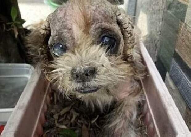 До и после: 30 трогательных фото спасённых собак