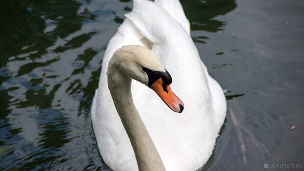 Южноуралец предстанет перед мировым судьей за убийство двух лебедей