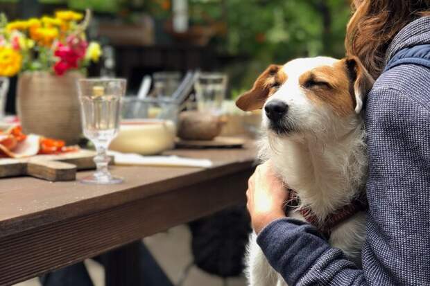 До и&nbsp;после: 10 фотографий собак, которые доказывают, что любовь творит чудеса