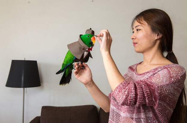 27-летняя Ян и ее нарядный попугай. Девушка уволилась из СМИ и основала свою компанию по изготовлению и продаже костюмов для попугаев, спрос на которые растет с каждым годом в мире, домашний питомец, животные, китай, питомцы, экзртика