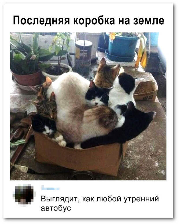 изображение: Последняя коробка на земле. - Выглядит, как любой утренний автобус. #Котоматрицы