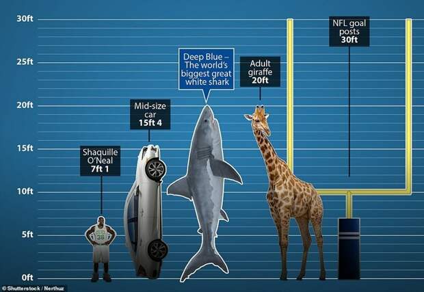 Размеры для сравнения - Шакил О'Нил, автомобиль, Deep Blue, самый высокий жираф и ворота в американском футболе. Большая белая акула, акула, наука