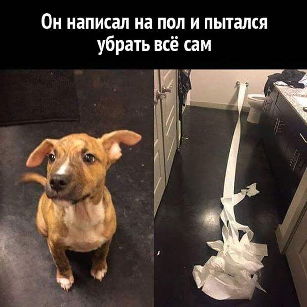 Прикольные картинки. Вечерний выпуск (63 фото)