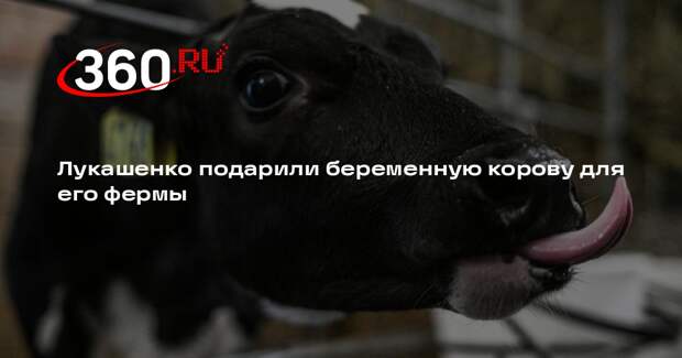 Лукашенко подарили беременную корову для его фермы