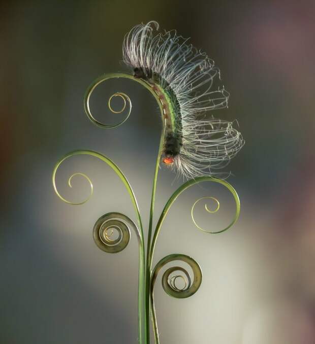 Фото: Syafiq Huwaida 