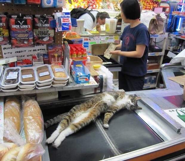 Кота тоже беру! Кота тоже беру!