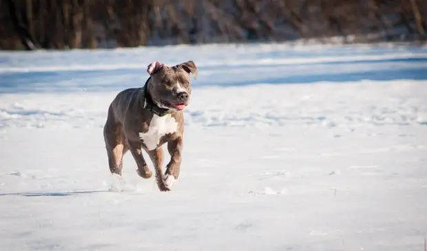 Белгородец едва не лишился Audi A6 за гибель собаки и укушенного ребёнка