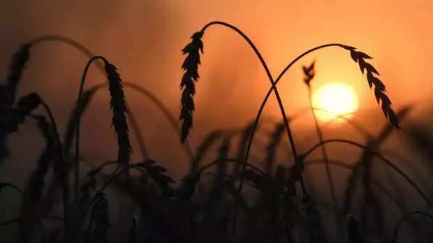 Путин призвал бережливо относиться к поставкам продовольствия за границу