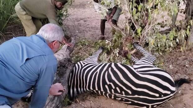 Изможденная зебра лежала в ловушке, с надеждой смотря на туристов дикая природа, дикие животные, зебра, истории спасения, история спасения, помощь животным