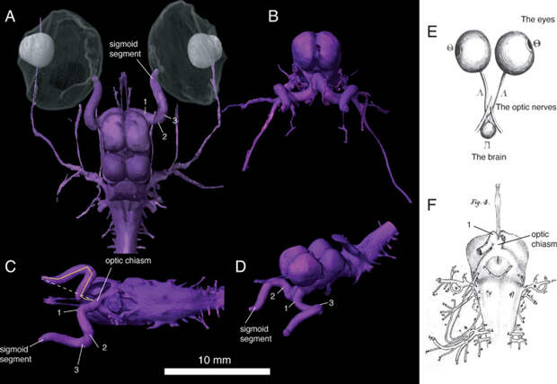 Рис. 3. Детали строения головного мозга и спиральных зрительных нервов хамелеона Chamaeleo calyptratus