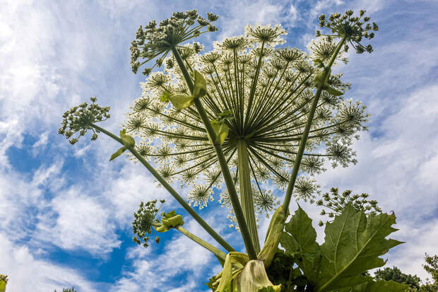 В Подмосковье ввели штрафы до 1 млн за борщевик на дачах