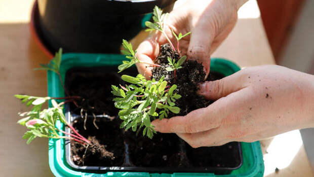 Посейте прямо сейчас: 5 цветов на рассаду в середине марта — еще не поздно