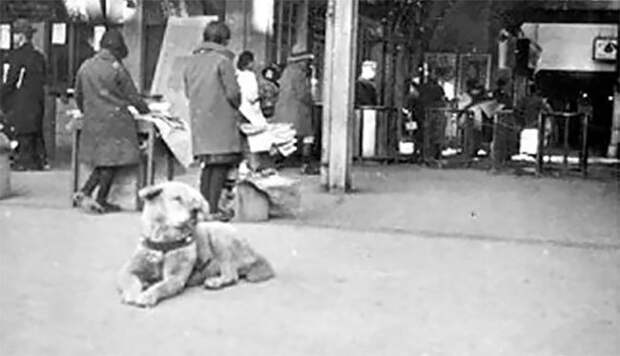 Блог - История и редкие фотографии Хатико, самой знаменитой собаки в мире История и редкие фотографии Хатико, самой знаменитой собаки в мире