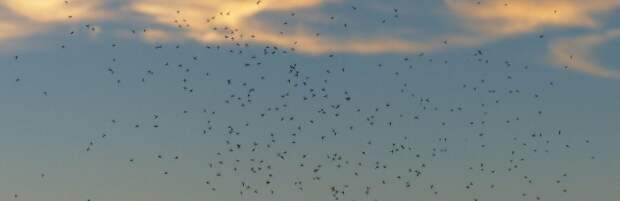 В нашу компетенцию не входит - санэпидконтроля Актау о травле мошкары