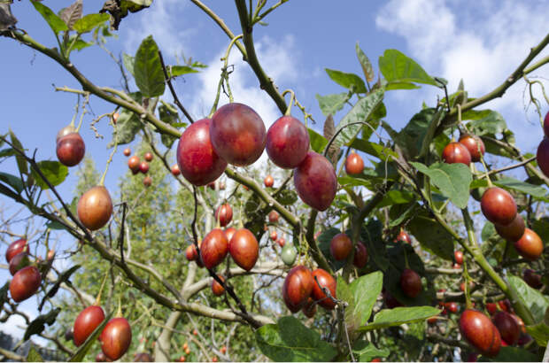 Все сорта томатного дерева устойчивы к болезням и не боятся насекомых 