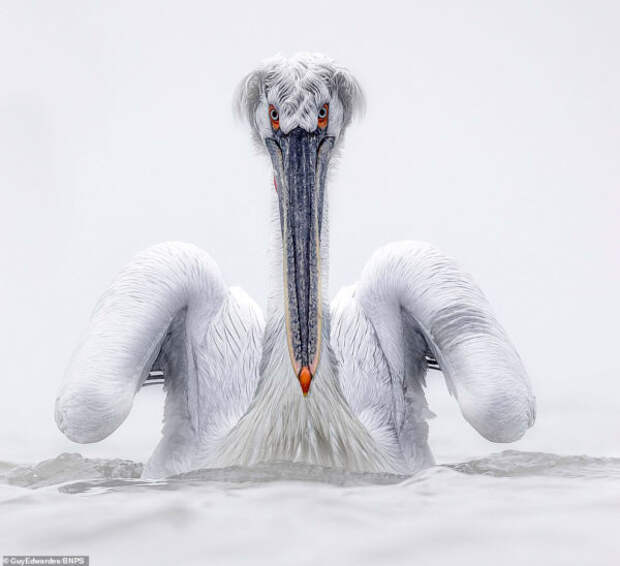 Пеликаны в фотографиях