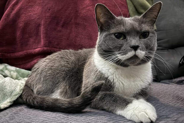 Канадка нашла свою пропавшую 4 года назад кошку в местном приюте