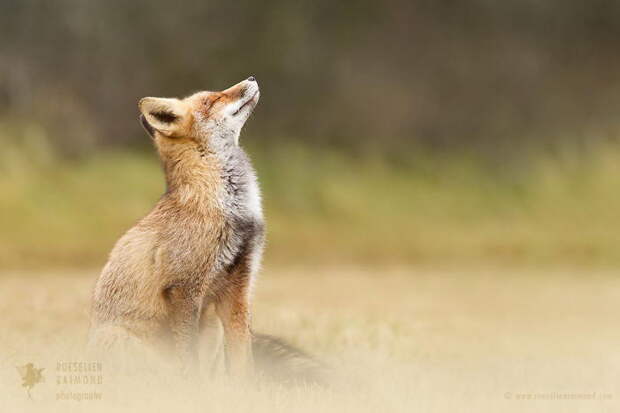 Дикие лисы в фотографиях Roeselien Raimond