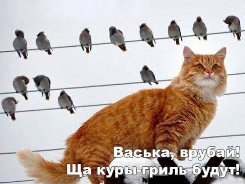 Субботний котопост коты, кошки, приколы с котами., смешные коты