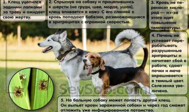 original (1)