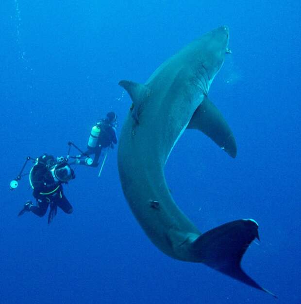kartinok-veselyh-interesnyh-kartinki-smeshnye-kartinki-fotoprikoly kartinok-veselyh-interesnyh-kartinki-smeshnye-kartinki-fotoprikoly