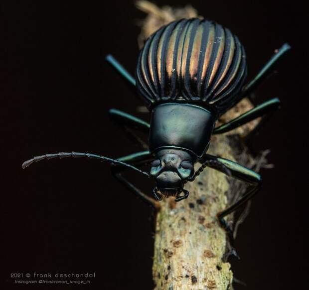Снимки животных и насекомых от Фрэнка Дешандола