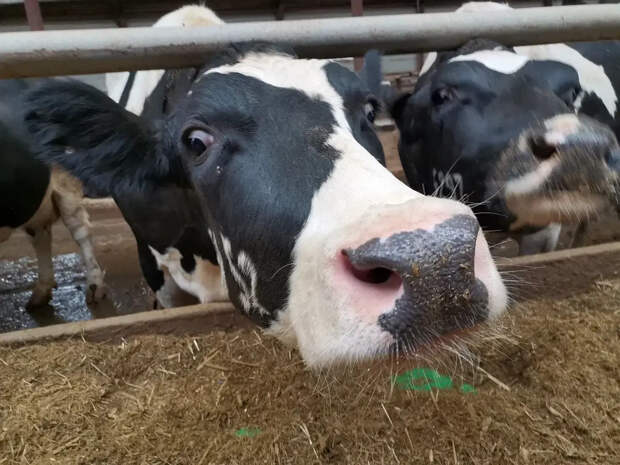 Структурный сдвиг: почему в России сократилось поголовье крупного рогатого скота