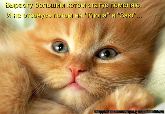 Лучшие котоматрицы недели (50 фото)