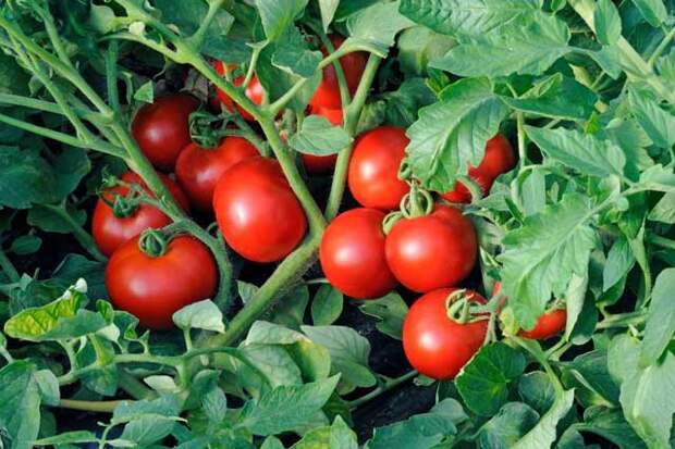 Картинки по запросу "секреты выращивания томатов"