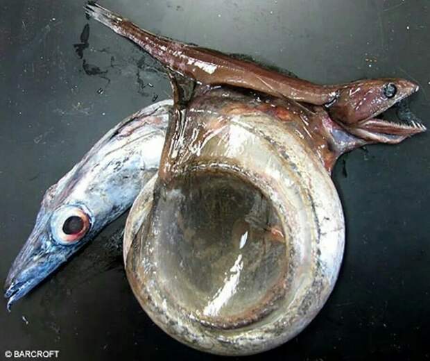 15. Рыба «Черный живоглот» может съесть добычу в 10 раз крупнее себя: интересные фото, удивительное рядом, факты