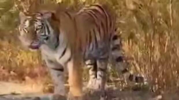 Любопытный тигр в Приморье / Кадр из видео: Amur Mash